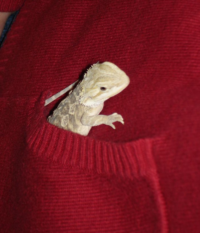 Considering adding a bearded dragon or other reptile to your family? See our own experience with reptile care & reptile ownership here! #ReptileCare