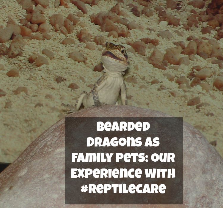 Considering adding a bearded dragon or other reptile to your family? See our own experience with reptile care & reptile ownership here! #ReptileCare