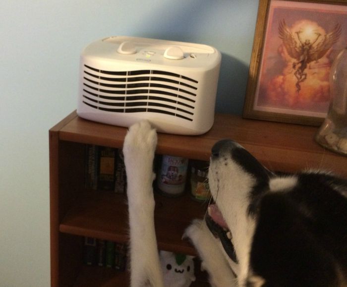 Love your pets but tired of fighting back against not so nice pet odors? See what we think of the Febreze Air Purifier and how we think it helped our home here! 