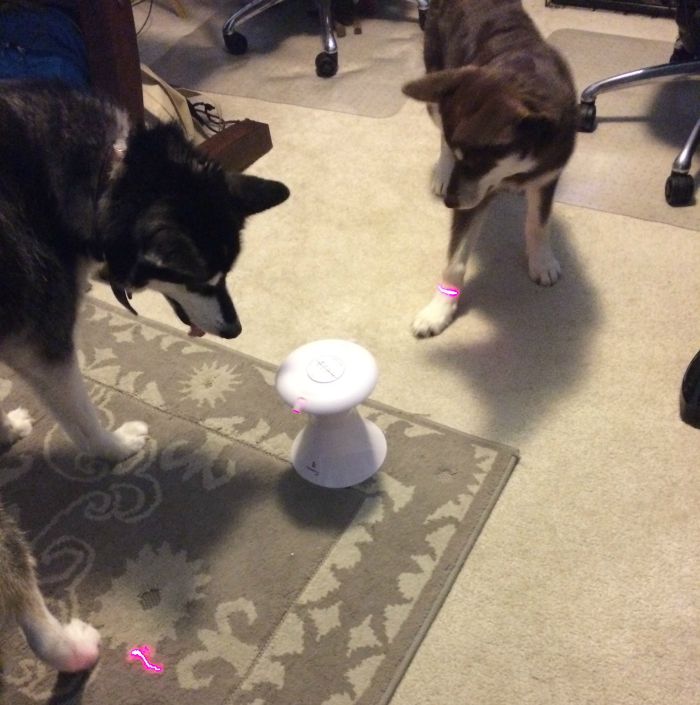 Looking for an adorable toy to keep dogs and cats entertained & moving? See what we think of the Frolicat Dart Duo Laser Toy here! 