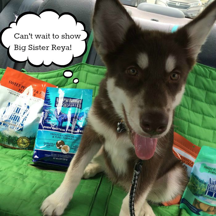 Want to see what Ivi does on her first big adventure without Reya? See why Ivi is so excited to be visiting PetSmart for the Natural Balance launch celebration here! #PetSmartStory