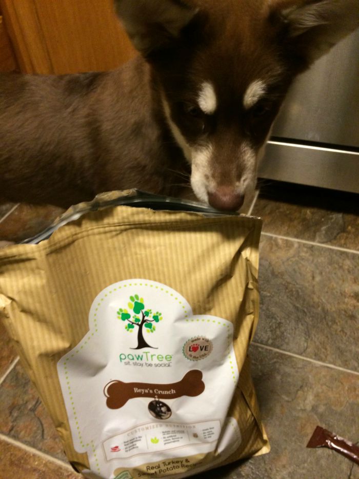 Looking for a nutritious food for your favorite dog without fillers and with meat as the first ingredient? See what we think of pawTree dog food here! 