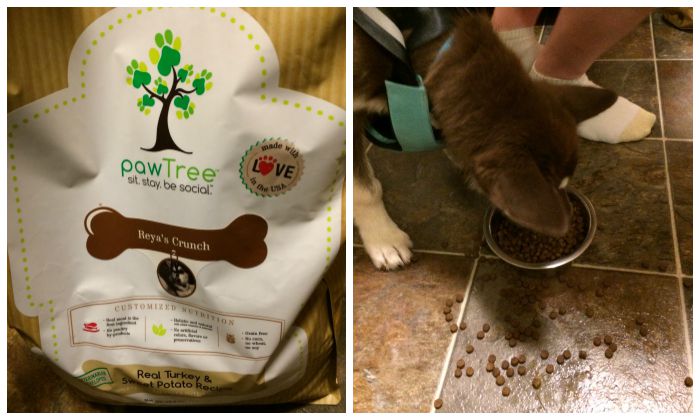 Looking for a nutritious food for your favorite dog without fillers and with meat as the first ingredient? See what we think of pawTree dog food here! 