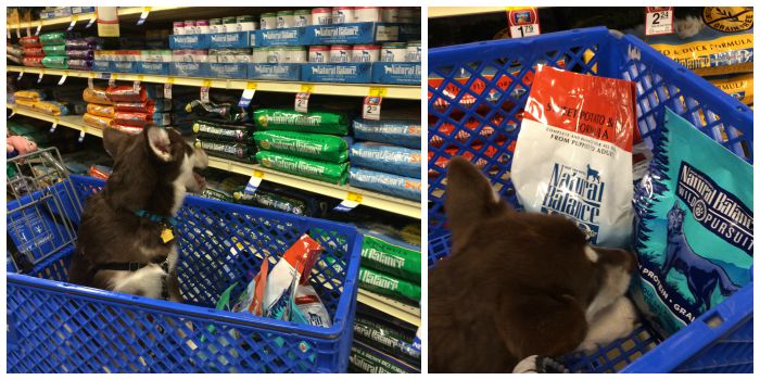 Want to see what Ivi does on her first big adventure without Reya? See why Ivi is so excited to be visiting PetSmart for the Natural Balance launch celebration here! #PetSmartStory