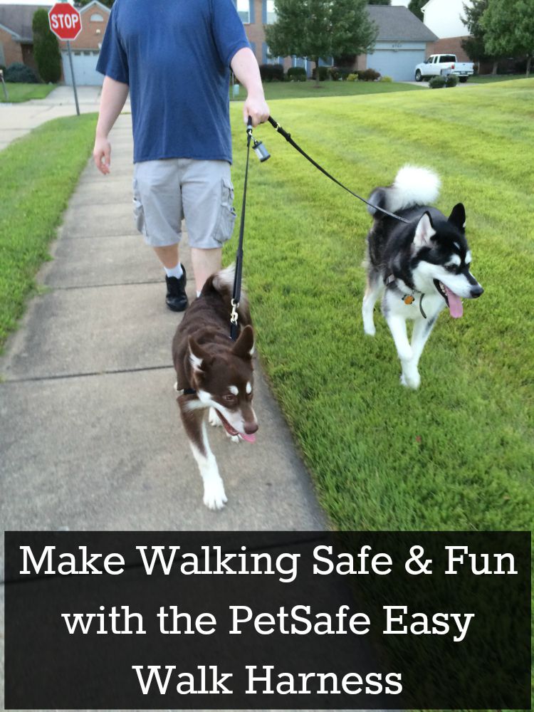 Looking for a harness that is not only comfortable for dogs but discourages them from pulling? See what we think of the PetSafe Easy Walk Harness here! 