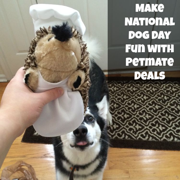 Want to spoil your favorite dog or newly adopted dog for National Dog Day? Learn how you can get 50% off on Petmate toys here! 