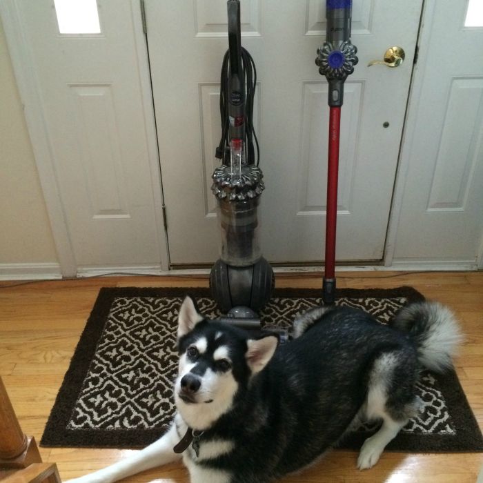 Need a brand new vacuum? See what we think of the Dyson Cinetic Big Ball Animal + Allergy Vacuum & why we think you need it here! 