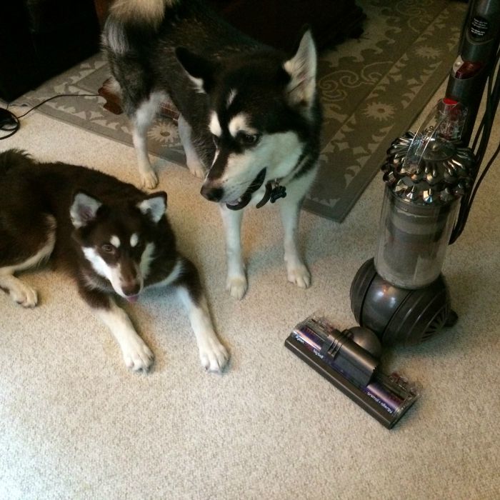 Need a brand new vacuum? See what we think of the Dyson Cinetic Big Ball Animal + Allergy Vacuum & why we think you need it here! 