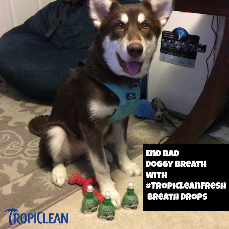 Tired of cuddle time being cut short due to bad dog breath? Learn how you can put an end to smelly breath & improve your dogs overall oral health here! #TropiCleanFresh