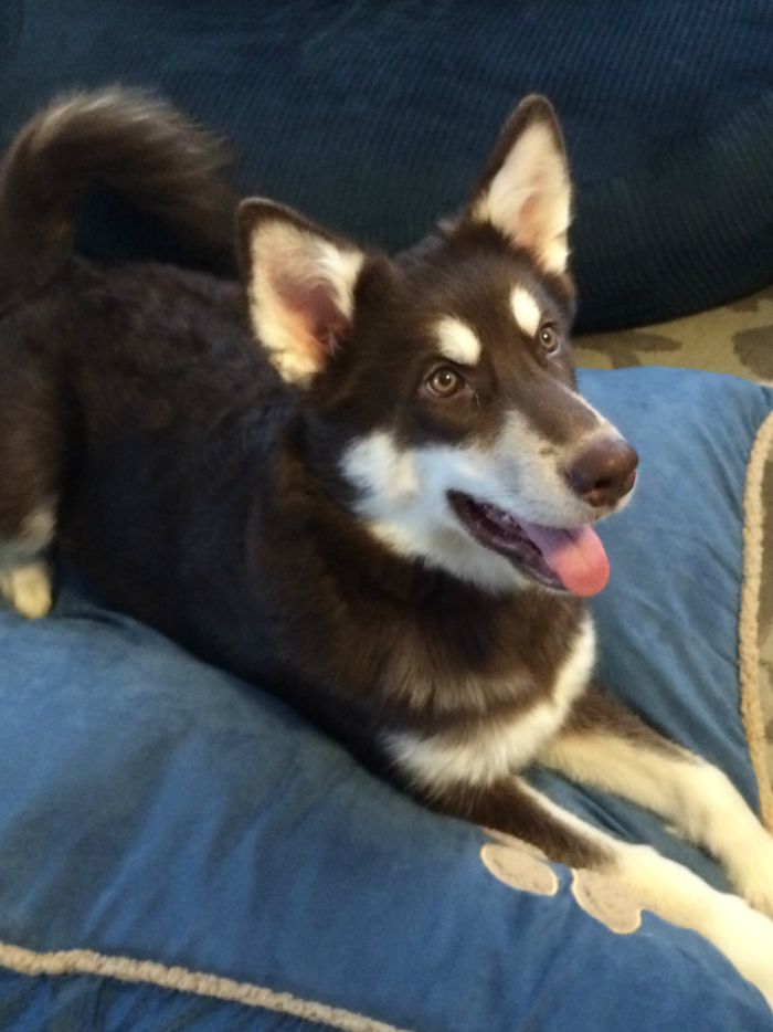 Looking for a cute bed for your favorite dog? See what we think of the Aspen Shearling Pillow Bed here!