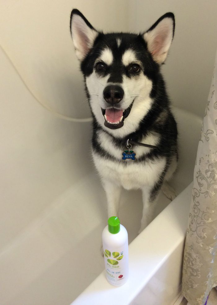 Want to make bath time a fun, natural experience for your dog? See what we think of PL360's line of plant based grooming products for dogs here! 