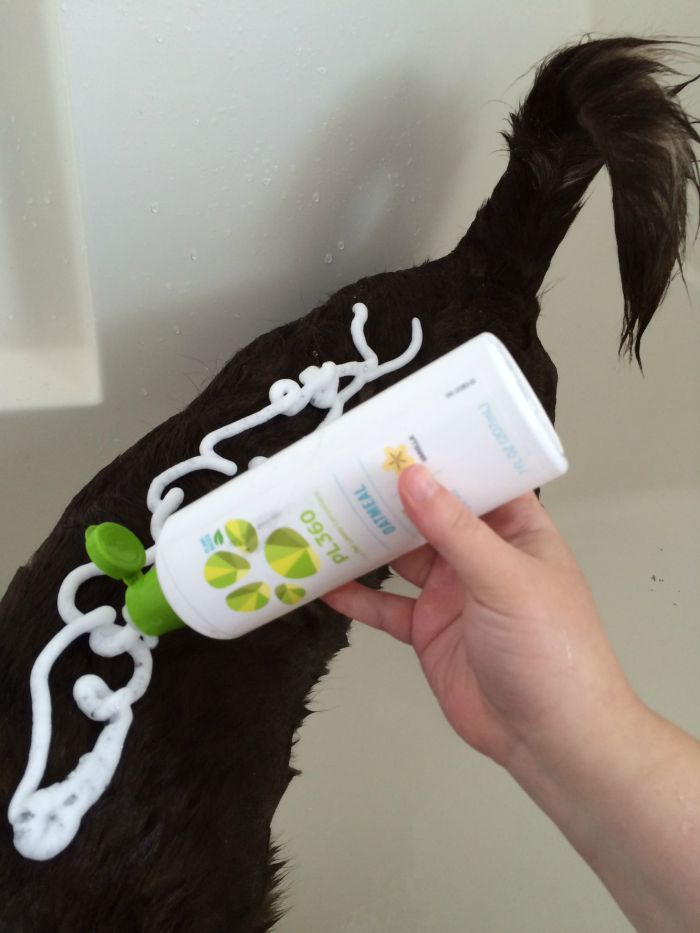 Want to make bath time a fun, natural experience for your dog? See what we think of PL360's line of plant based grooming products for dogs here! 