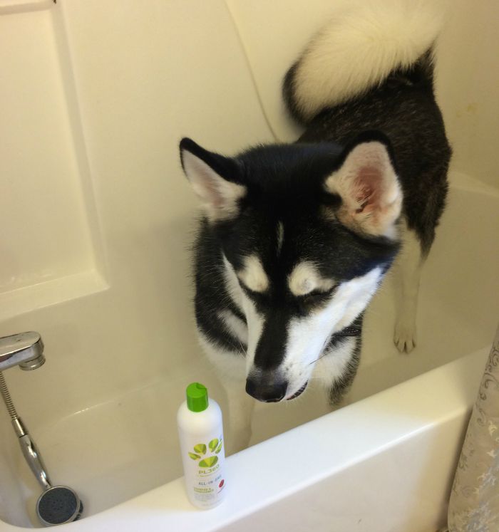 Want to make bath time a fun, natural experience for your dog? See what we think of PL360's line of plant based grooming products for dogs here! 