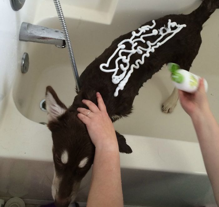 Want to make bath time a fun, natural experience for your dog? See what we think of PL360's line of plant based grooming products for dogs here! 