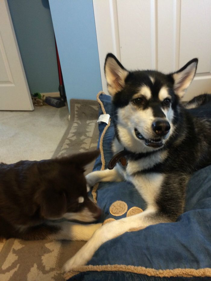 Looking for a cute bed for your favorite dog? See what we think of the Aspen Shearling Pillow Bed here!