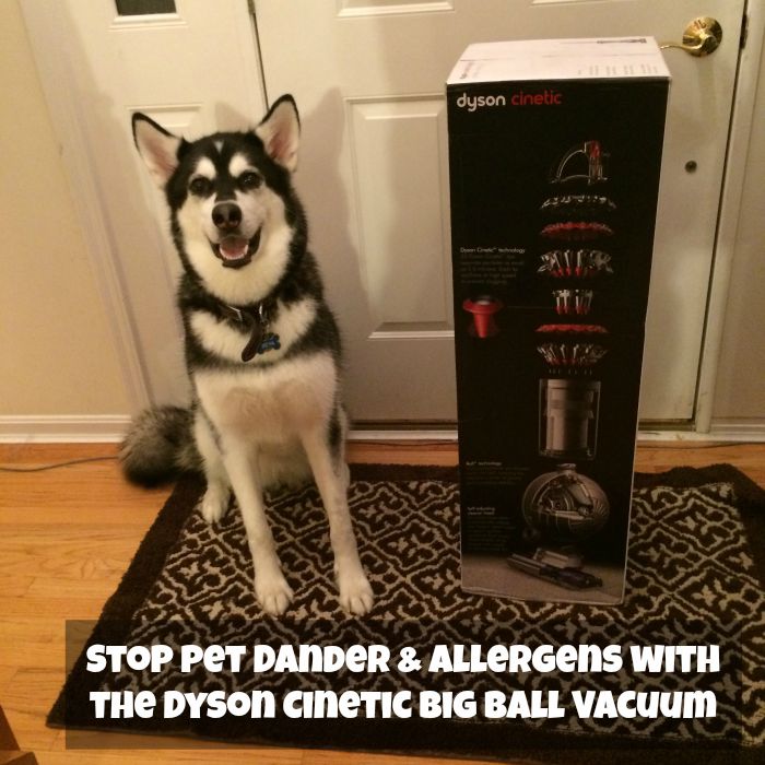 Stop Pet Dander & Allergens with the Dyson Cinetic Big Ball Vacuum