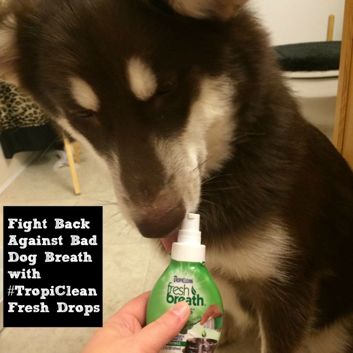 Tired of bad dog breath? See what we think of TropiClean Fresh Breath Drops & enter to win a bottle for yourself! 15 winners! 