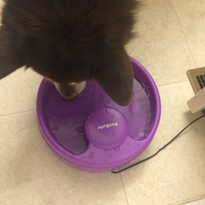 Looking for an inexpensive, high quality fountain for your pets? See what we think of the PetSafe Current Pet Fountain here! 
