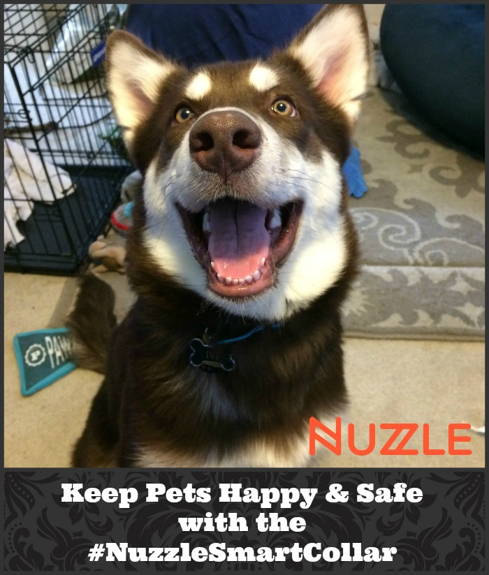 Looking for a GPS dog collar that can track your dogs location without monthly fees? See what we think of the Nuzzle Collar & learn how you can get one here! #NuzzleSmartCollar