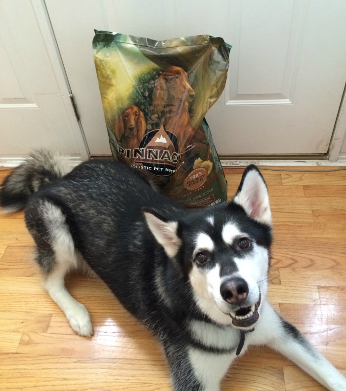 Looking for a grain free dog food made from high quality ingredients? See what Reya thinks of Pinnacle Dog Food here! #PinnacleHealthyPets
