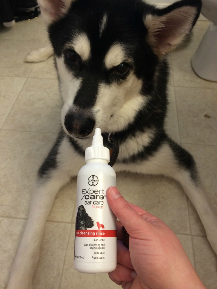 Looking for a high quality product to make cleaning your dogs ears easier? See what we think of #BayerExpertCare Ear Care Rinse for Dogs here! 