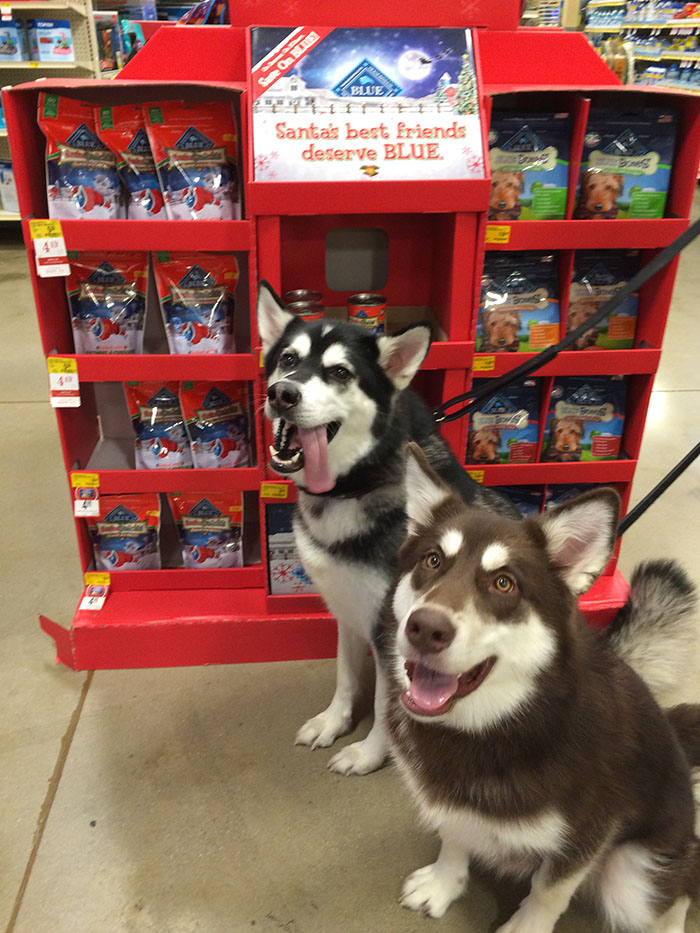 Want to make the holiday season even better for dogs? Give them a fun stocking stuff this holiday season with Blue Buffalo #BLUESantaSnacks! 