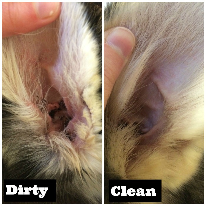 Do you clean your dogs ears? Learn why you should be cleaning your dogs ears & how to do it easily clean your dogs ears at home here! 