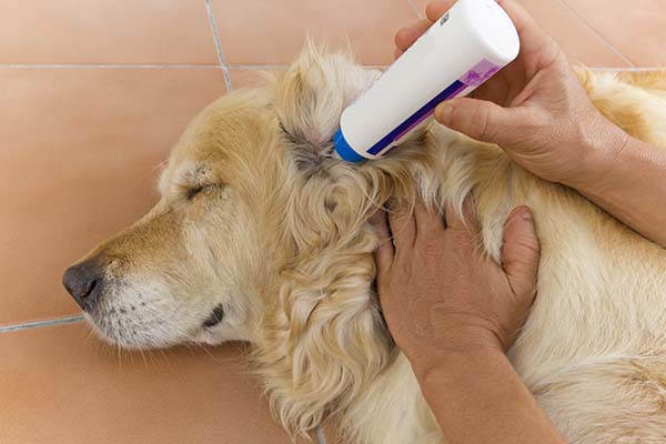 How To Clean Dog Ears