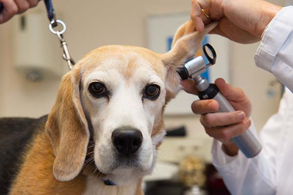 Do you clean your dogs ears? Learn why you should be cleaning your dogs ears & how to do it easily clean your dogs ears at home here! 