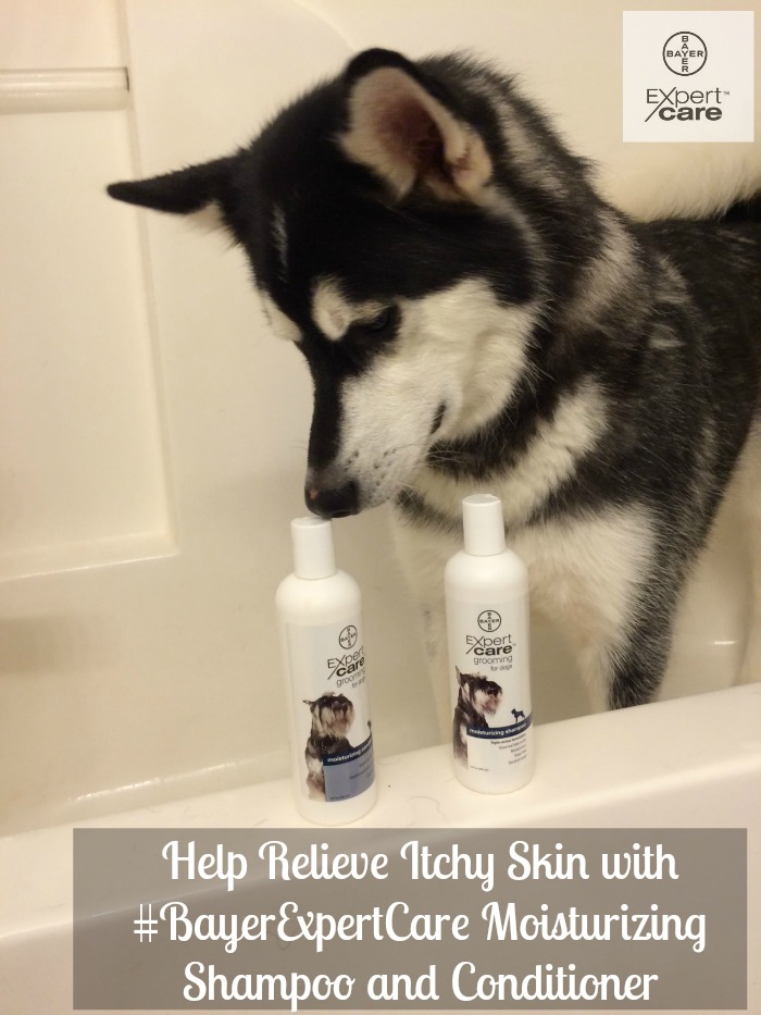 Looking for quality grooming products for dogs that are perfect for sensitive, dry skin? See what we think of #BayerExpertCare Moisturizing Shampoo and Conditioner here! 