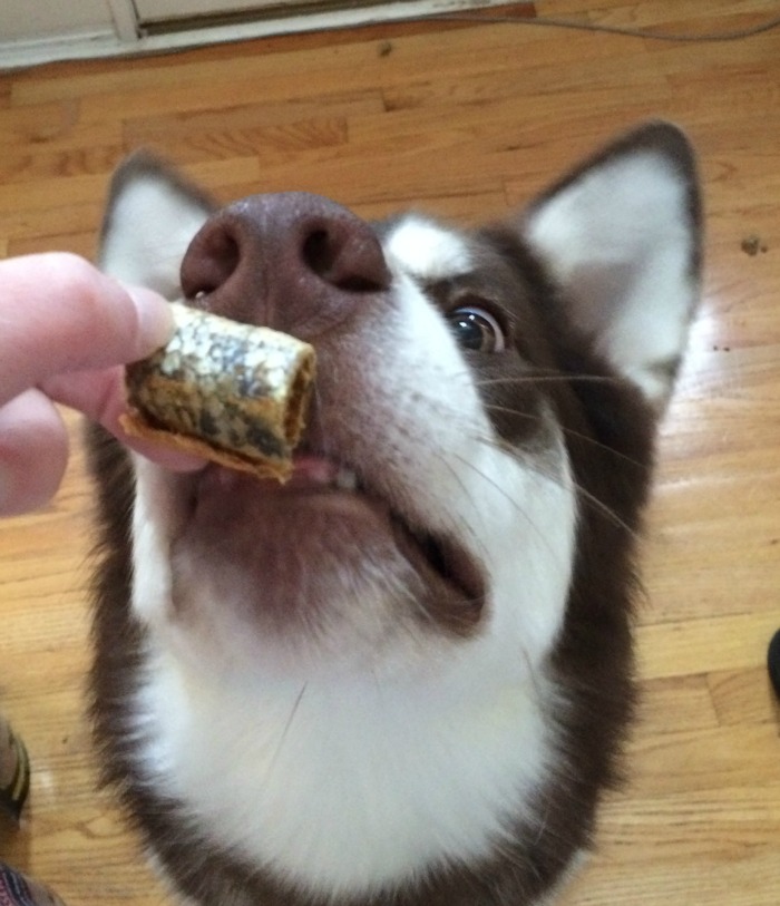 Want to drive your dog wild with yummy, freeze dried, single ingredient treats? See what we think of Vital Essentials 4 new freeze dried treats here! 