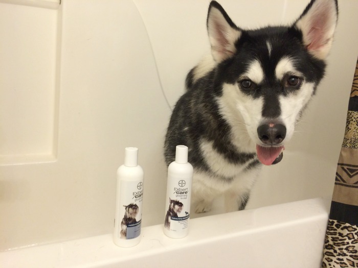 Looking for quality grooming products for dogs that are perfect for sensitive, dry skin? See what we think of #BayerExpertCare Moisturizing Shampoo and Conditioner here! 