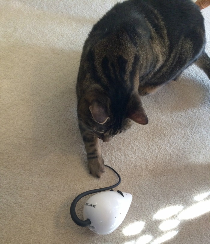 Looking for a fun, inexpensive toy to get your cats moving? See what we think of the Frolicat RoloRat Cat Toy here! 
