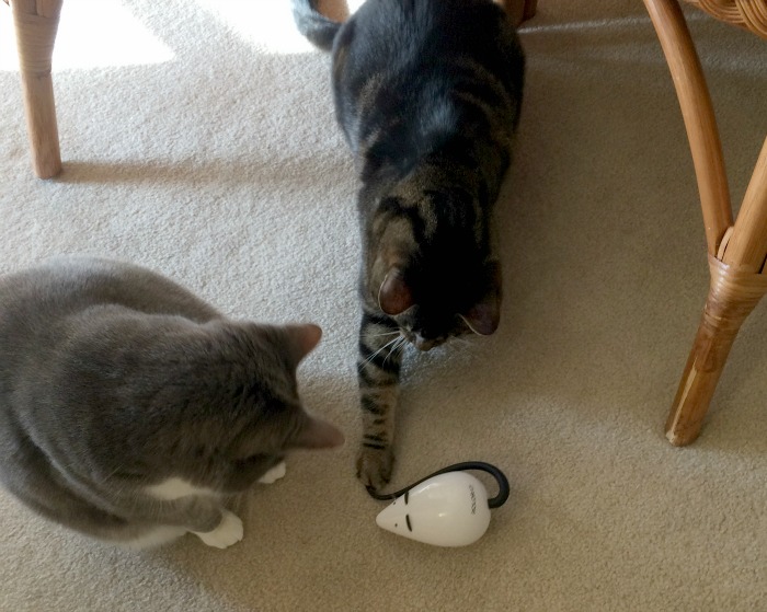 Looking for a fun, inexpensive toy to get your cats moving? See what we think of the Frolicat RoloRat Cat Toy here! 