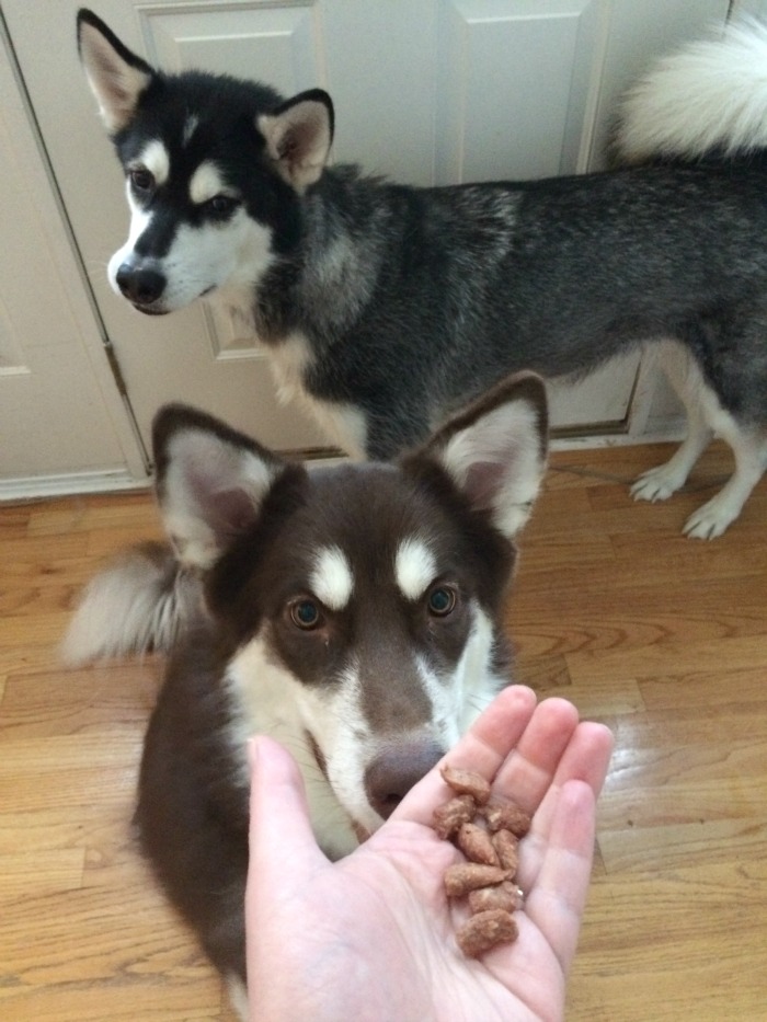 Want to drive your dog wild with yummy, freeze dried, single ingredient treats? See what we think of Vital Essentials 4 new freeze dried treats here! 