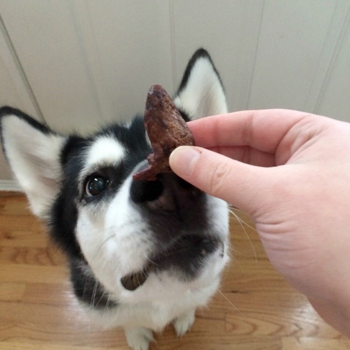 Want to drive your dog wild with yummy, freeze dried, single ingredient treats? See what we think of Vital Essentials 4 new freeze dried treats here! 