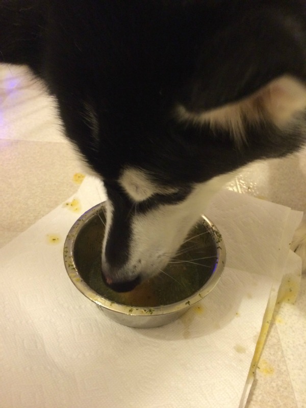Looking for a fun winter treat to help keeps dogs & cats warm this winter? See what we think of Honest Kitchen's new Bone Broth with Turmeric here!