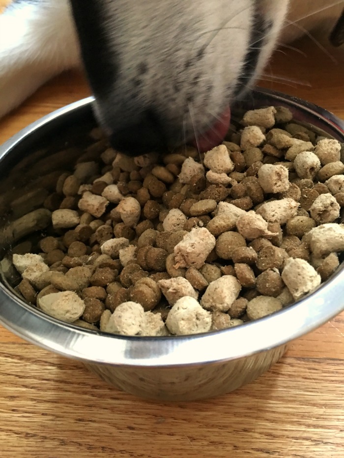 Looking for a healthy, all natural topper to add to your dogs food? See why Reya loves Instinct Raw Boost Mixers freeze dried food in her kibble here! 