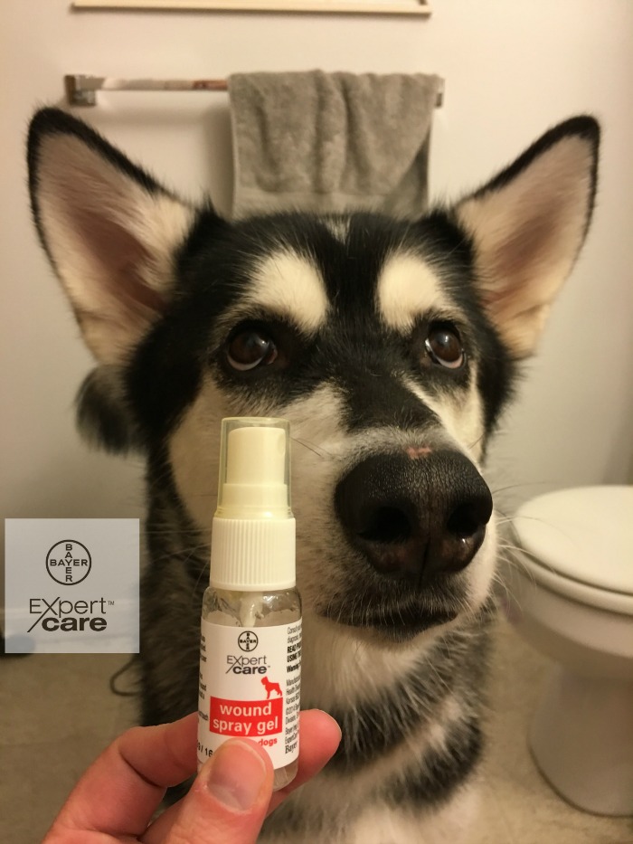 Looking for a way to help heal dog injuries faster? Learn about #BayerExpertCare Wound Spray Gel & see why we love it here! #ad