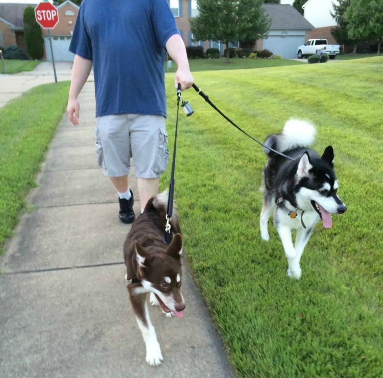 Gentle Walk Harness