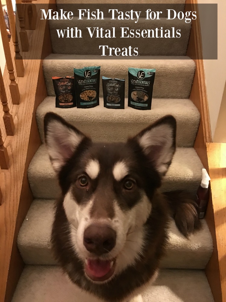 Looking for some awesome, all natural dog treats? See what we think of Vital Essentials line of fish treats here!