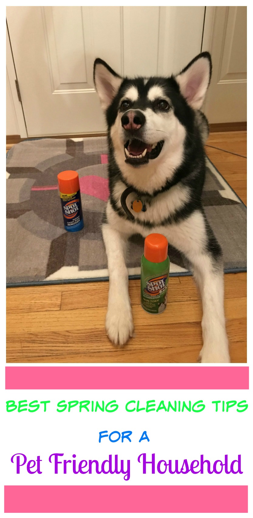 Getting your home ready for spring cleaning & not sure how to clean pet items? Check out these easy tips on how you easily clean in a pet friendly household! 