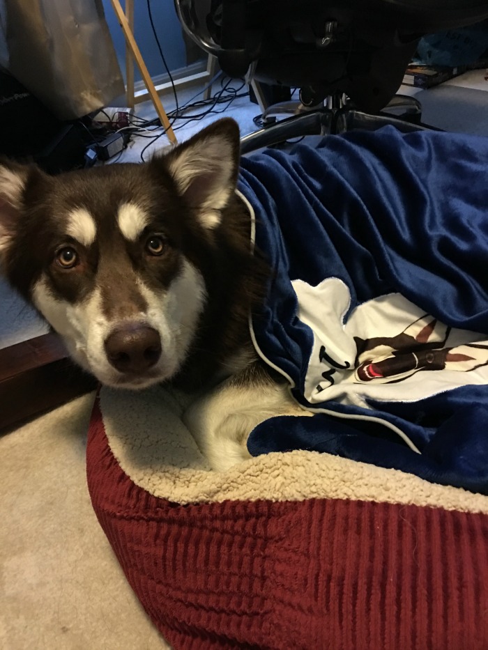 Ivi Laying with PrideBites Blanket