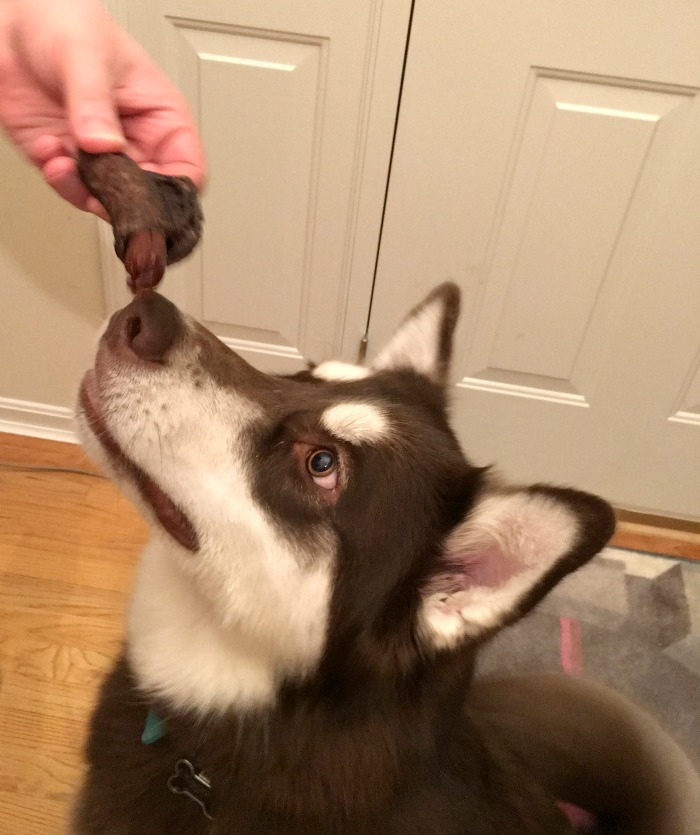 Looking for awesome treats for your favorite dog? See what Ivi thinks of Jones Natural Chews newest variety of USA made treats here! 