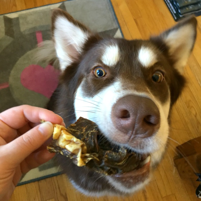 Looking for awesome treats for your favorite dog? See what Ivi thinks of Jones Natural Chews newest variety of USA made treats here! 