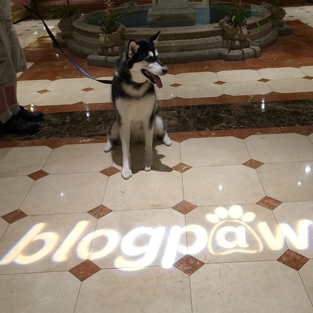 BlogPaws INtro