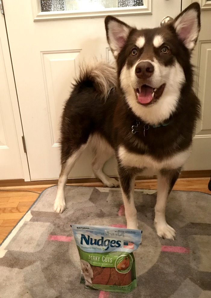 Looking for delicious, budget friendly, high quality dog treats that are made in the United States? See why we loved Nudges Dog Treats for Ivi & Rylie here! #NudgeThemBack