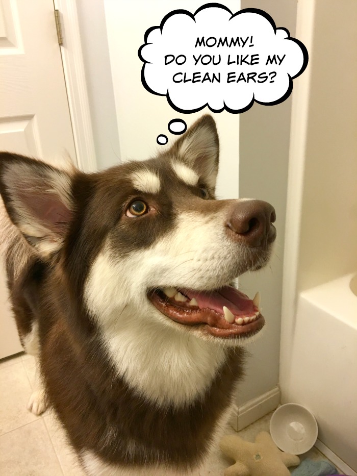 Want to help your dog have super clean, great smelling ears? See why we are fans of Pura Naturals Pet Pura-Tip Ear Cleansing System here! 