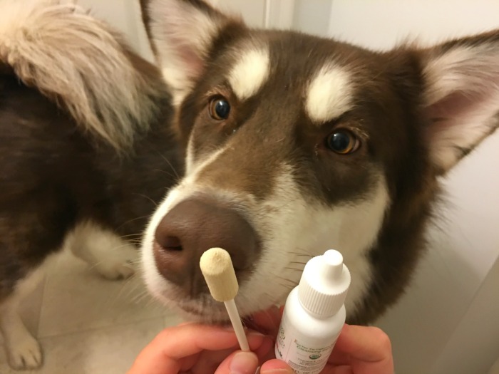 Want to help your dog have super clean, great smelling ears? See why we are fans of Pura Naturals Pet Pura-Tip Ear Cleansing System here! 