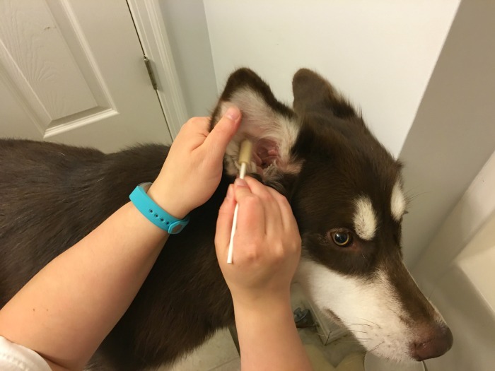 Want to help your dog have super clean, great smelling ears? See why we are fans of Pura Naturals Pet Pura-Tip Ear Cleansing System here! 